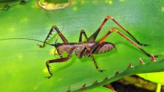 Monocerophora longispina