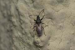Oxycarenus hyalinipennis