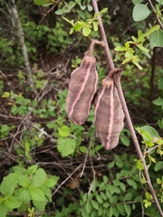 Jacaratia corumbensis