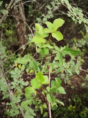 Jacaratia corumbensis