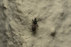 Oxycarenus hyalinipennis