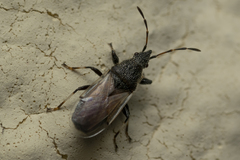 Oxycarenus hyalinipennis