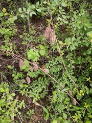 Jacaratia corumbensis