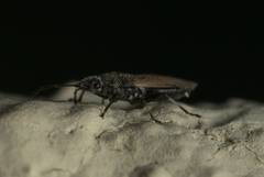 Oxycarenus hyalinipennis