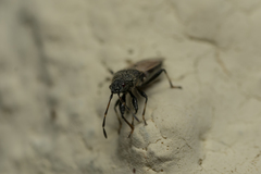 Oxycarenus hyalinipennis