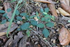 Boquila trifoliolata