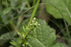 Galium aparine
