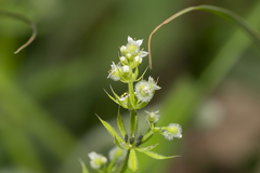 Galium aparine