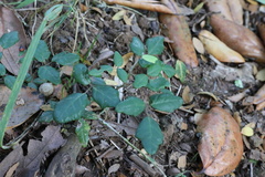 Boquila trifoliolata