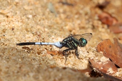 Orthetrum julia