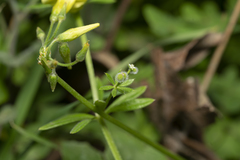 Galium aparine