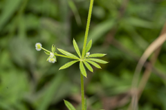 Galium aparine
