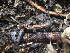 Plethodon serratus