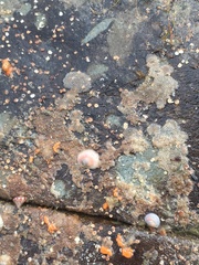 Pododesmus patelliformis