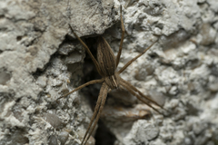 Pisaura mirabilis