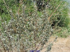 Limoniastrum monopetalum