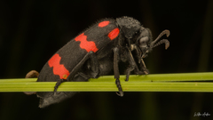 Hycleus biundulatus