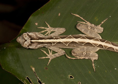 Anolis lemurinus