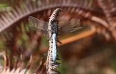 Orthetrum microstigma
