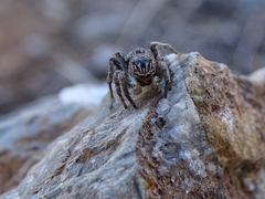 Aelurillus v-insignitus