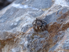 Aelurillus v-insignitus