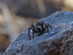 Aelurillus v-insignitus