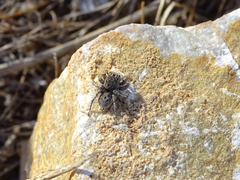 Aelurillus v-insignitus