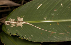Anolis lemurinus