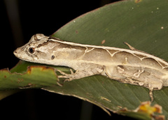 Anolis lemurinus