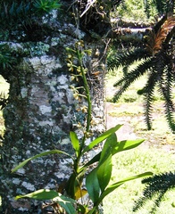 Prosthechea pachysepala