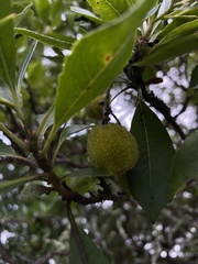 Plumerieae