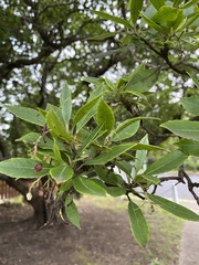 Plumerieae