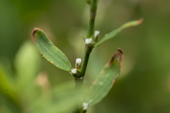 Polygonum aviculare