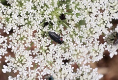 Romanophora verecunda