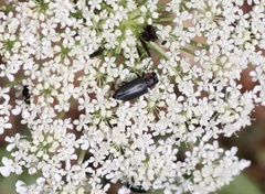 Romanophora verecunda