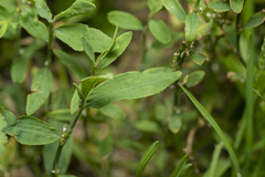 Polygonum aviculare