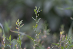 Polygonum aviculare
