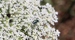 Bilyaxia