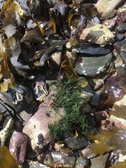 Cladophora rupestris