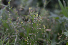 Polygonum aviculare