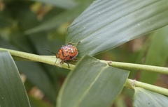 Brontocoris nigrolimbatus