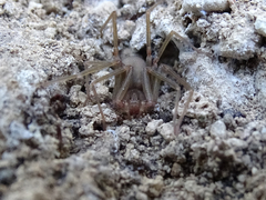 Loxosceles rufescens