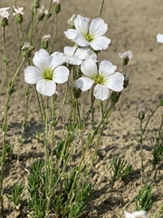 Cherleria arctica