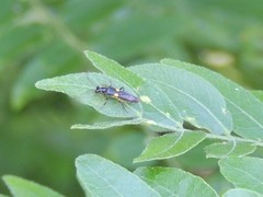 Trypherus latipennis