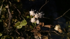 Ageratina calophylla