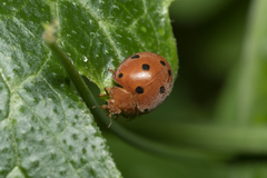 Henosepilachna argus