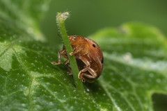 Henosepilachna argus