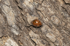 Henosepilachna argus