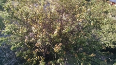 Ageratina calophylla