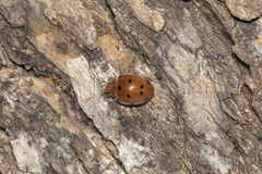 Henosepilachna argus